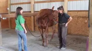 Horses: Gut Support & Coat Quality on Equipride with Veterinarian Diane Wagner