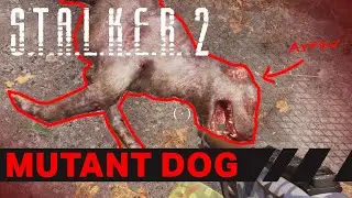 STALKER 2 Mutant Dog Guide!
