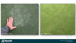 Warm Season Turf Diseases