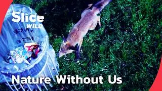 Lockdown Nights: Animals Reclaim the World | SLICE WILD