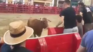 Быками нельзя шутить