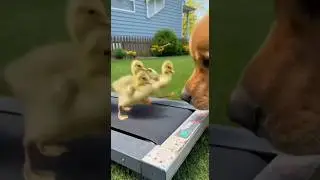 A Dog and His Baby Goose Friend! MUST WATCH! #Shorts #goose #dog #funnyshorts