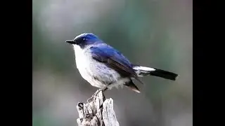 Slaty-blue Flycatcher - M | Bird | Birdwatching | Wildlife | Rakchham | Himachal Pradesh
