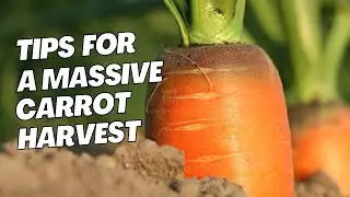 Tips To Maximize Carrot Yield