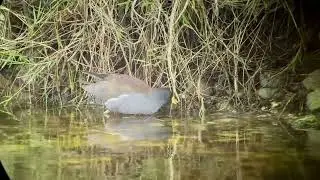 Lesser Moorhen, Cyprus, 2025