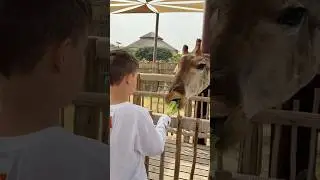 In the zoo 🦒