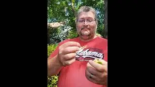 How to eat a Honeysuckle!