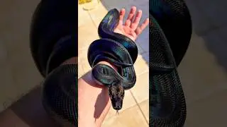 Probably the prettiest snake i own my IMG MOTLEY BOA CONSTRICTOR 😍🔥
