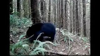 Big Black Bears Ursus Americanus In Front of Our Cams