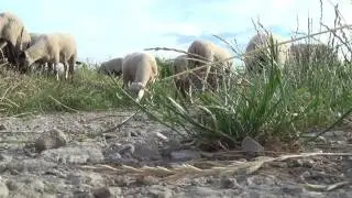 #Sheep #Grazing - Drenthe Heath (Drents #Heideschaap) Schapen grazen - Close-up