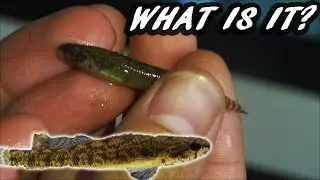 Baby Bichir?! What fish is this?!  Caught a new fish for my aquarium!