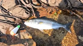A couple of days Live baiting off the rocks. Southern NSW Rock fishing 