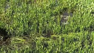 Weed Razer Express - Aquatic Weed Cutter for Lakes, Ponds & Beaches Reviews