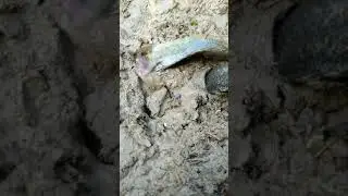Underground Fish come out. #SHORTS, #SHORTSVIDEO, #YOUTUBESHORTS,
