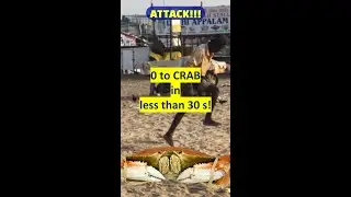 Watch this CRAB FISHERMAN Catch A CRAB In less than 30 seconds!