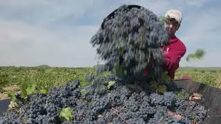 Bodegas Casta&ntilde;o, The art of Monastrell
