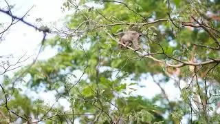 🌿🐒 Our little monkey enjoying his leafy treats #cutemonkeyvideo #monkeylife #Wildlife 🌿