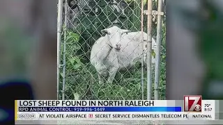Lost sheep found wandering around north Raleigh neighborhood