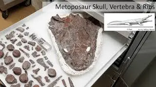 National Fossil Day 2021 - New Fossil Discoveries at Petrified Forest