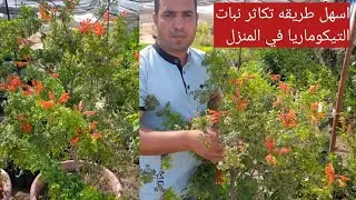 طريقه العنايه والتكاثر من نبات التيكو ماري في المنزل