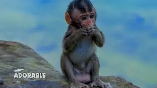 Adorable little baby monkey Patricia pick food from ground to eat because mum not fully nurse