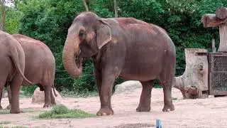 Zoo Berlin 2025 ❤️ -  In the Jungle, Africa, Tarzan Boy