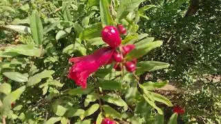 Used to Nano DAP. Fruit Setting Time