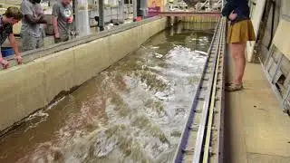 Sediment Transport in SAFL's Main Channel