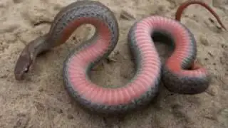 Northern Redbelly Snake (HWW Homegrown Video)