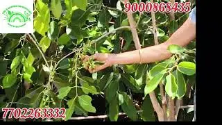 Sri sathyadeva nursery neredu plants available comtact numbers: 9000868435,7702263332