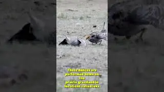 It's mating season for Sharptail Grouse