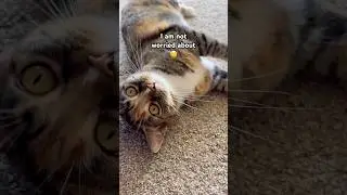 She&rsquo;s way too busy chasing fairies to care🧚&zwj;♀️😹 #shorts