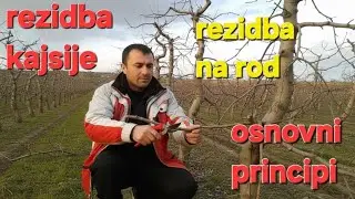 ​Hoćete krupne plodove? Ovako se reže kajsija na rod ##pruning #fruitcutting #rezidba #orezivanje 