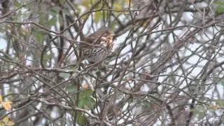 (Red) Fox Sparrow