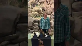 Horns vs Antlers