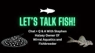 Let&rsquo;s Talk Fish - With Stephen Halsey Owner Of Wirral Aquatics / Fish Breeder