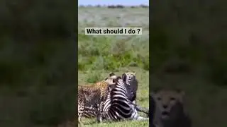 Cheetahs don&rsquo;t know what to do with sleeping zebra #wildafrica #wildlife #shorts #cheetah