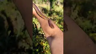 Pretty corn snake