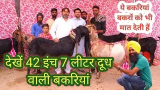 ਇਸ ਤੋਂ ਉੱਚੇ ਕੱਦ ਦੀਆਂ ਬੱਕਰੀਆਂ ਹੋਰ ਕਿਤੇ ਨਹੀਂ || kaleke Bakri Mela || goat farming @ILTILANATV