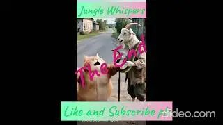 A smart Brown Cat #junglewhispers  #shortsfeed  #shortvideo  #funny  #caringcat  #trendingshorts