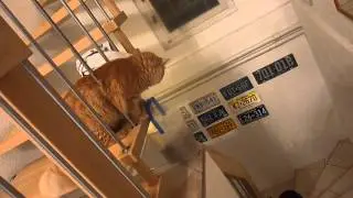Smartest cat ever