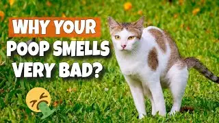 🐱🤮 ПОЧЕМУ ВАШИ КОШАЧЬИ КАКИЕ-ТО ПОХИЩАЮТСЯ ТАК НЕПРИЯТНО?