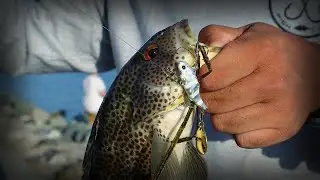 Evening Fishing for Spotted Bay Bass -- Harbor Island (San Diego Bay)