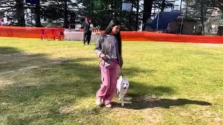 Small Breeds at Bishop Cotton School Shimla | Dog Show 2025