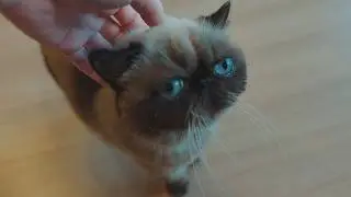 餌が欲しいのに少し離れたところに陣取る猫