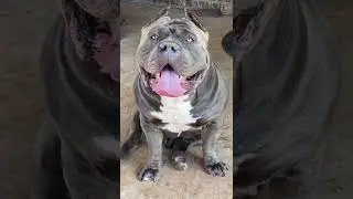 funny Dog 🐕 acting lazy 😴 🤣