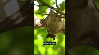 Bats' Echolocation
