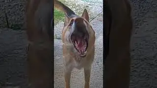 Barking sound of attacking dog#1kviral#ytshorts