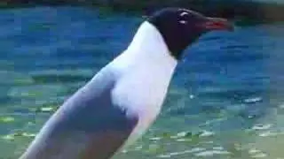 Laughing Gull