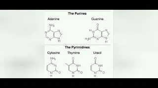 BASE COMPOSITION OF DNA